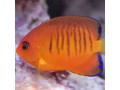Angelfish (Dwarf)
