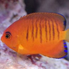 Angelfish (Dwarf)