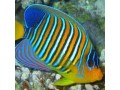 Angelfish (Large)