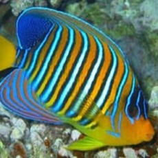 Angelfish (Large)