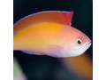 Anthias