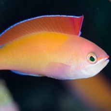 Anthias