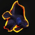 Batfish