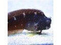 Blennies
