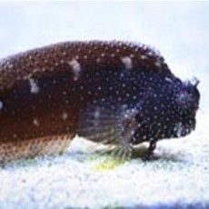 Blennies