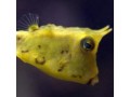 Boxfish