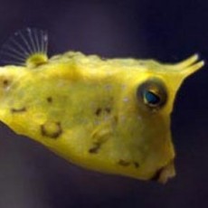 Boxfish