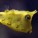 Boxfish