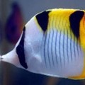 Butterflyfish
