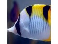 Butterflyfish