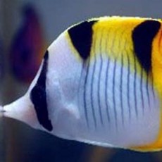 Butterflyfish