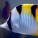 Butterflyfish