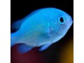 Chromis