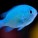 Chromis