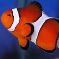Clownfish