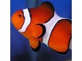 Clownfish