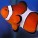 Clownfish