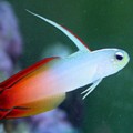 Dartfish & Tilefish