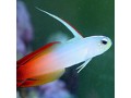 Dartfish & Tilefish