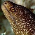 Eels