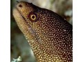 Eels
