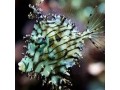 Filefish