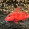 Goatfish