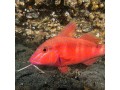 Goatfish