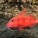 Goatfish