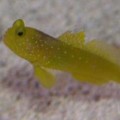Gobies