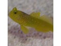 Gobies