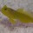 Gobies
