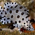 Groupers & Hamlets