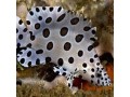 Groupers & Hamlets