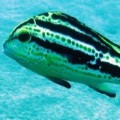 Grunts & Sweetlips