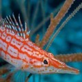 Hawkfish