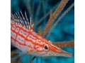 Hawkfish