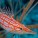 Hawkfish