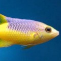 Hogfish