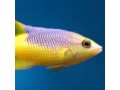 Hogfish