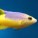 Hogfish