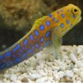 Jawfish