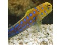 Jawfish