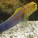 Jawfish