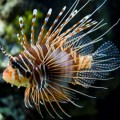 Lionfish