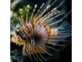 Lionfish