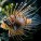 Lionfish