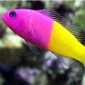 Pseudochromis & Dottybacks
