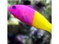 Pseudochromis & Dottybacks