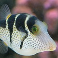 Pufferfish